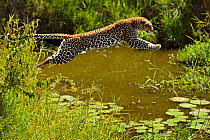 African leopard (Panthera pardus) leaping over water, Masai Mara GR, Kenya, January