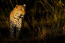 African leopard (Panthera pardus) in patch of sunlight, Masai Mara GR, Kenya, January, (crop of image 01360441)