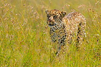 African leopard (Panthera pardus) walking through long grass, Masai Mara GR, Kenya, January