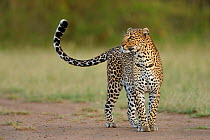 African leopard (Panthera pardus) on track, Masai Mara GR, Kenya, January *Not available for print-on-demand until August 2015*