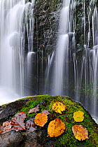 Autumn leaves on rock in front of Sgwd Isaf Clun-gwyn waterfall, Ystradfellte, Brecon Beacons NP, Wales, UK, November
