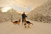 Man playing in deep snow with dogs (two German shepherds and a spaniel) on closed road on Caerphilly Mountain, Caerphilly, South Wales, UK, December 2010, Model released