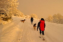 Man and woman walking with two German shepherd dogs along closed road on Caerphilly Mountain, Caerphilly, South Wales, UK, December 2010