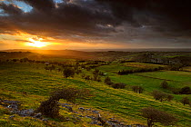 Stunted Hawthorn trees in landscape at sunset, Brecon Beacons NP, Powys, Wales, UK, October 2011