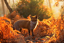 Red fox (Vulpes vulpes) in autumn woodland,~UK, (non-ex)