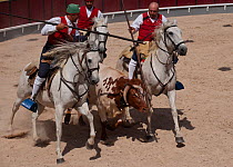 During the Festa do Colete Encarnado (Red Waistcoat Festival), a bull running festival, traditionally dressed cowboys, mounted on their horses, drive a bull in the bullring of Vila Franca de Xira, Dis...