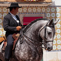 Portrait of a traditionally dressed estancia owner mounted on his stallion, during the Festa do Colete Encarnado (Red Waistcoat Festival), a bull running festival, in Vila Franca de Xira, District of...