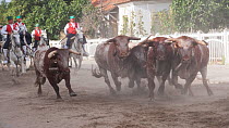 During the Festa do Colete Encarnado (Red Waistcoat Festival), a bull running festival, traditionally dressed cowboys, mounted on their horses, drive the bulls through the streets of Vila Franca de Xi...