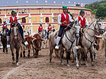During the Festa do Colete Encarnado (Red Waistcoat Festival), a bull running festival, traditionally dressed cowboys, mounted on their horses, drive the bulls in front of the bullring of Vila Franca...