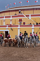 During the Festa do Colete Encarnado (Red Waistcoat Festival), a bull running festival, traditionally dressed cowboys, mounted on their horses, drive the bulls in front of the bullring of Vila Franca...