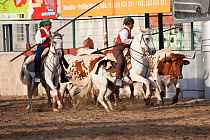 During the Festa do Colete Encarnado (Red Waistcoat Festival), a bull running festival, traditionally dressed cowboys, mounted on their horses, drive the bulls through the streets of Vila Franca de Xi...