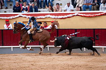 During the Festa do Colete Encarnado (Red Waistcoat Festival), a bull running festival, a traditionally dressed 'cavalheiro' mounted on his Lusitano stallion is chased by the bull, in the bullring of...