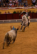 During the Festa do Colete Encarnado (Red Waistcoat Festival), a bull running festival, a traditionally dressed 'cavalheiro' delivers the 'banderilla' mounted on his Lusitano stallion in the bullring...