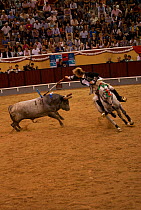 During the Festa do Colete Encarnado (Red Waistcoat Festival), a bull running festival, a traditionally dressed 'cavalheiro' delivers the 'banderilla' mounted on his Lusitano stallion in the bullring...