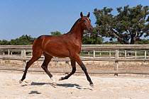 A purebred Lusitano colt (with his mane and tail cut to mark his first year) trotting in the arena at the Companhia das Lezírias Stud Farm, Samora Correia, Santarém, Portugal, July 2011
