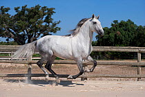 A purebred Lusitano stallion galloping in the arena at the Companhia das Lezírias Stud Farm, Samora Correia, Santarém, Portugal, July 2011