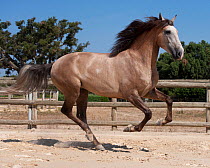 A purebred Lusitano stallion cantering in the arena at the Companhia das Lezírias Stud Farm, Samora Correia, Santarém, Portugal, July 2011