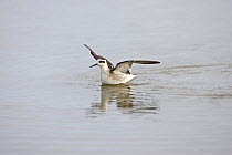 Northern or Red necked phalarope (Phalaropus lobatus) in winter plumage on small pond in New Forest, Hampshire UK October