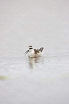 Northern or Red necked phalarope (Phalaropus lobatus) in winter plumage on small pond in New Forest, Hampshire UK October