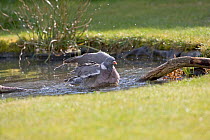 Wood pigeon (Columba palumbus) bathing in garden pond Ringwood, Hampshire, UK, March