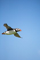 Atlantic puffin (Fratercula arctica) in flight Isle of May National Nature Reserve, Firth of Forth, Scotland, UK June