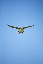 Atlantic puffin (Fratercula arctica) in flight,  Isle of May National Nature Reserve, Firth of Forth, Scotland June