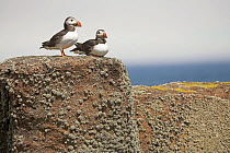 Atlantic puffin (Fratercula arctica) two resting on wall, Isle of May National Nature Reserve, Firth of Forth, Scotland June