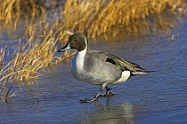 Northern pintail (Anas acuta) male standing on ice, Bosque del Apache National Wildlife Refuge, New Mexico, USA