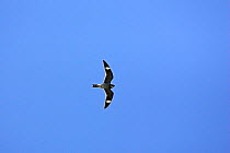 Common nighthawk (Chordeiles minor) in flight during daylight, Montana, USA