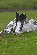 Northern lapwing (Vanellus vanellus) flapping wings, Scotland, May