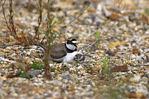 Little ringed plover (Charadrius dubius) sitting on eggs with one chick hatched, Blashford Lakes WT Reserve, Hampshire, UK June