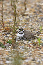 Little ringed plover (Charadrius dubius) adult looking after newly hatched chicks at nest, Blashford Lakes WT Reserve, Hampshire, UK June