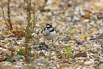Little ringed plover (Charadrius dubius) adult looking after newly hatched chick at nest and removing egg shell, Blashford Lakes WT Reserve, Hampshire, UK June