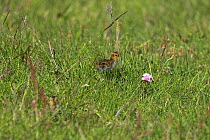 Northern / Red necked phalarope (Phalaropus lobatus) chick in grass, Iceland July