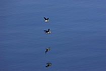 Atlantic puffin (Fratercula arctica) two in flight over sea, Iceland July