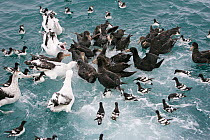 Wandering albatross (Diomedia exulans), Cape pigeon (Daption capense) and Northern giant petrel (Macronectes halli) on sea feeding on chum, Kaikoura, New Zealand