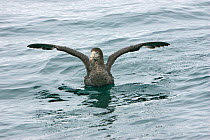 Northern / Hall's giant petrel (Macronectes halli) on the sea with wings raised, New Zealand