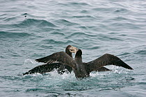 Northern / Hall's giant petrels (Macronectes halli) fighting for food, New Zealand