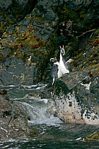 Fiordland crested penguin (Eudyptes pachyrhynchus) displaying on rocky shore, New Zealand