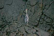 Fiordland crested penguin (Eudyptes pachyrhynchus) displaying on rocky shore, New Zealand