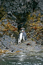 Fiordland crested penguins (Eudyptes pachyrhynchus) on rocky shore, New Zealand