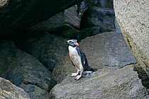 Fiordland crested penguin (Eudyptes pachyrhynchus) on rocky shore, New Zealand
