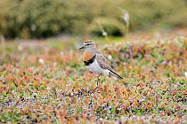 Rufous chested dotterel / plover (Charadrius modestus) ringed adult, Falkland Islands