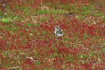 Rufous chested dotterel / plover (Charadrius modestus) tiny chick, Falkland Islands
