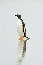 Gentoo penguin (Pygoscelis papua) standing on a sandy beach, Falkland Islands