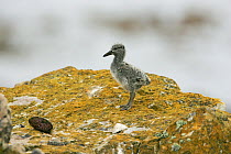 Blackish oystercatcher (Haematopus ater) chick on rock, Falkland Islands