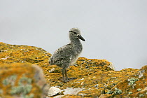 Blackish oystercatcher (Haematopus ater) chick on rocks, Falkland Islands