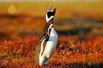 Magellanic penguin (Spheniscus magellanicus) calling, Falkland Islands