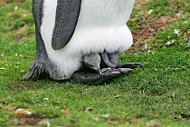 King penguin (Aptenodytes patagonicus) brooding small chick, Volunteer Point, Falkland Islands