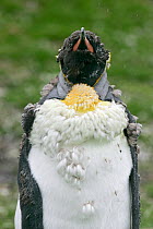 King penguin (Aptenodytes patagonicus) moulting adult, Volunteer Point, Falkland Islands